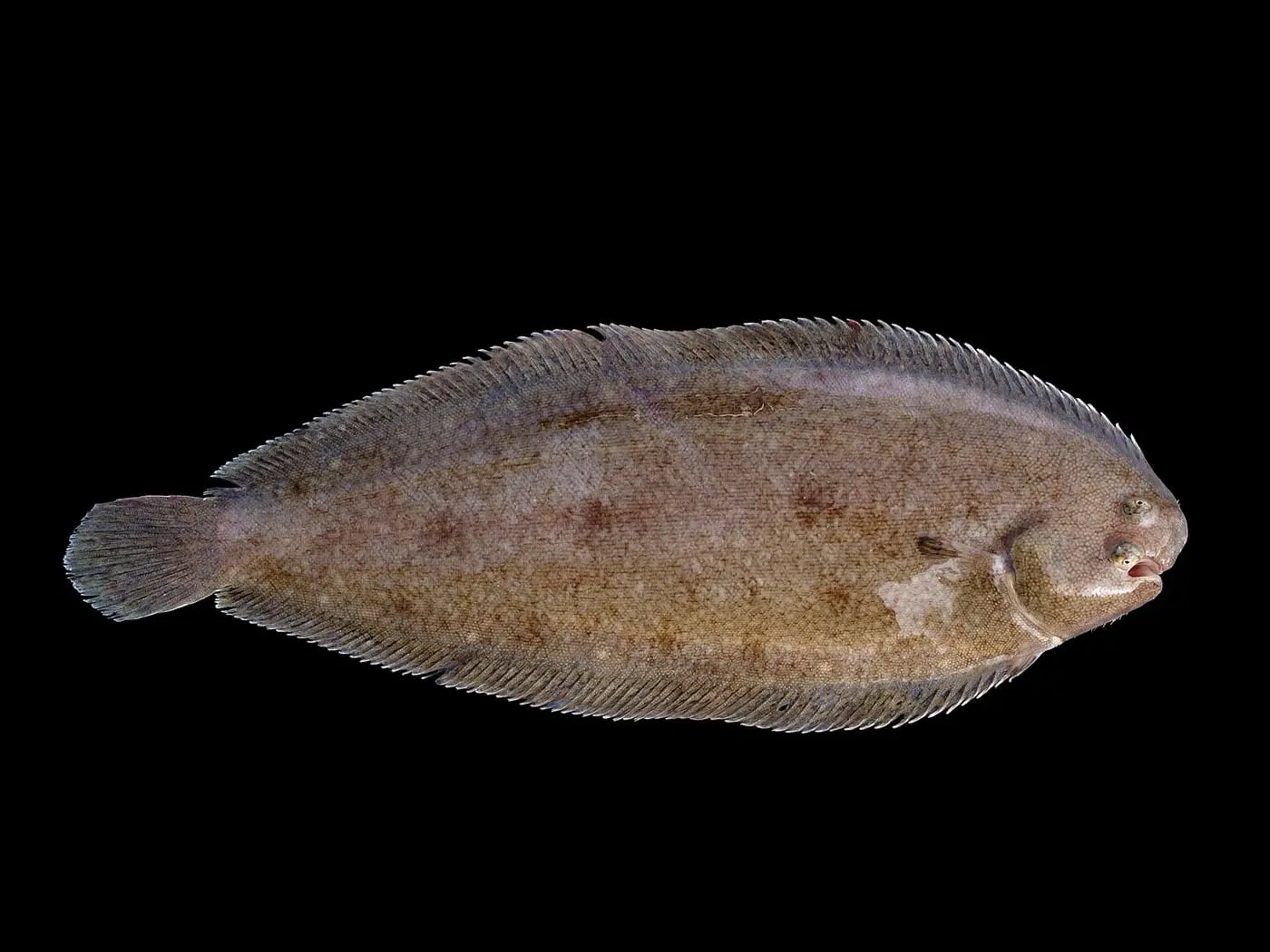 Llenguado (Solea solea) fotografiat sota l’aigua