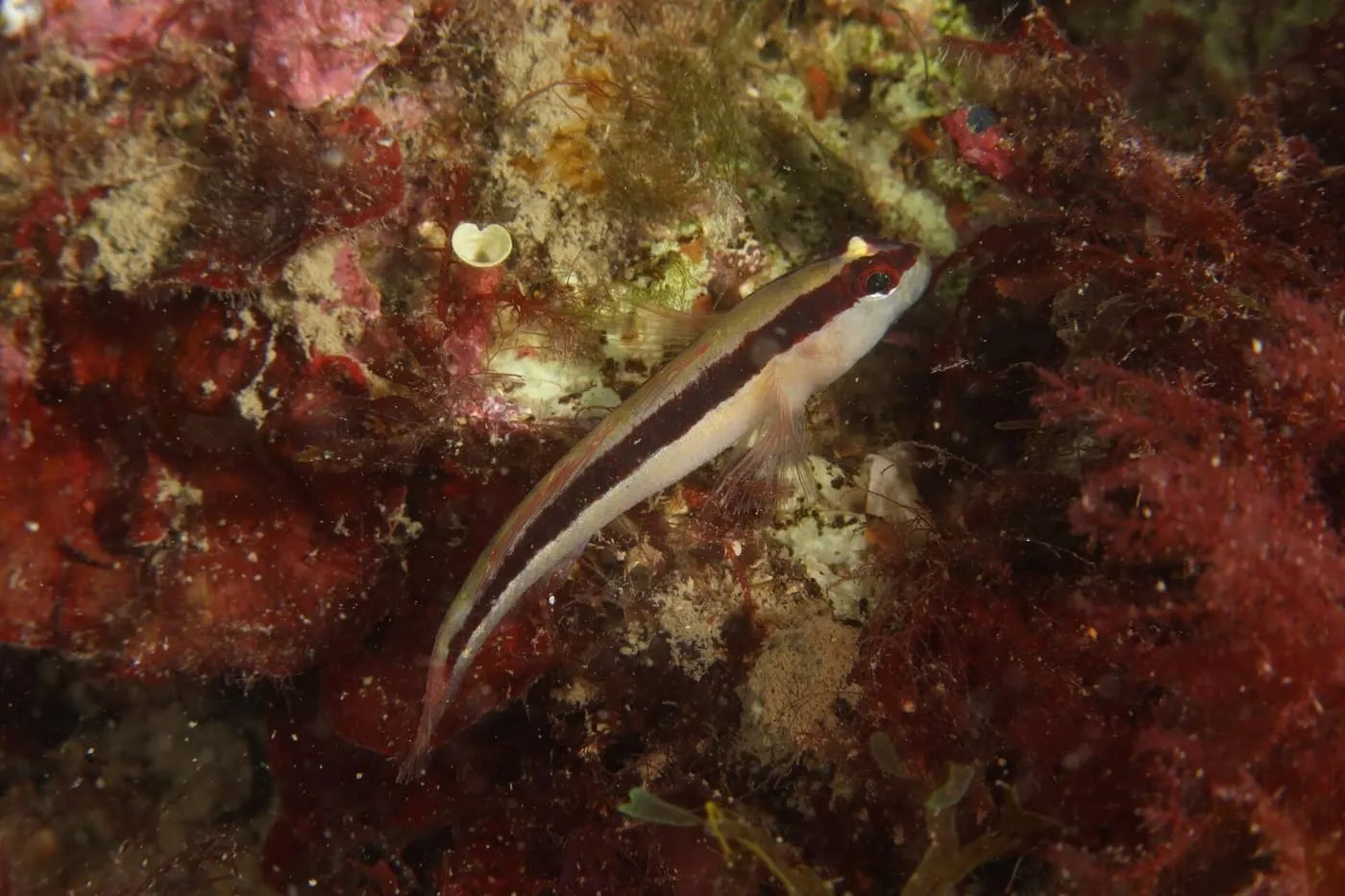 Cabot retxat (Gobius vittatus) fotografiat sota l’aigua