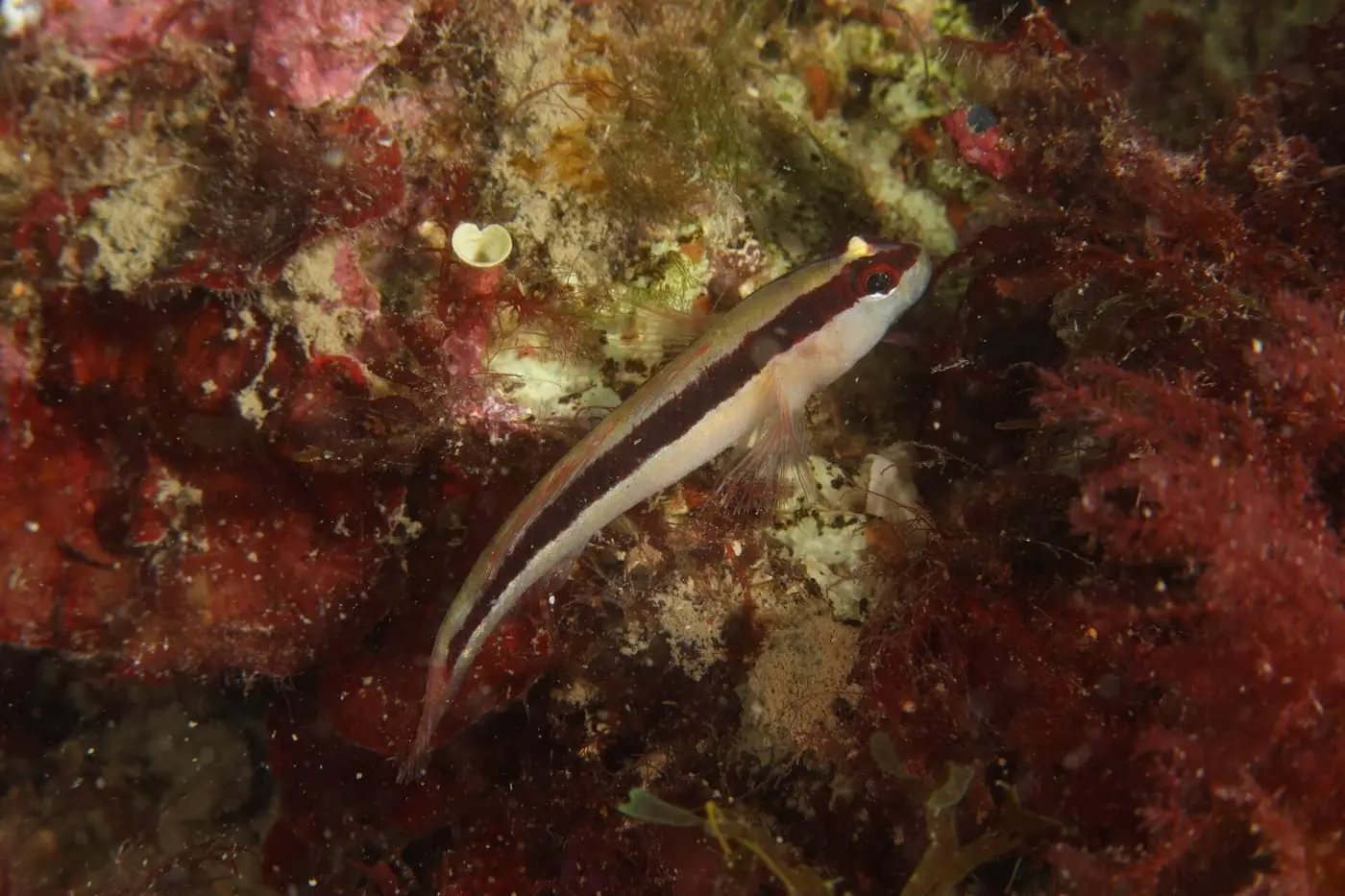 Cabot retxat (Gobius vittatus) fotografiat sota l’aigua