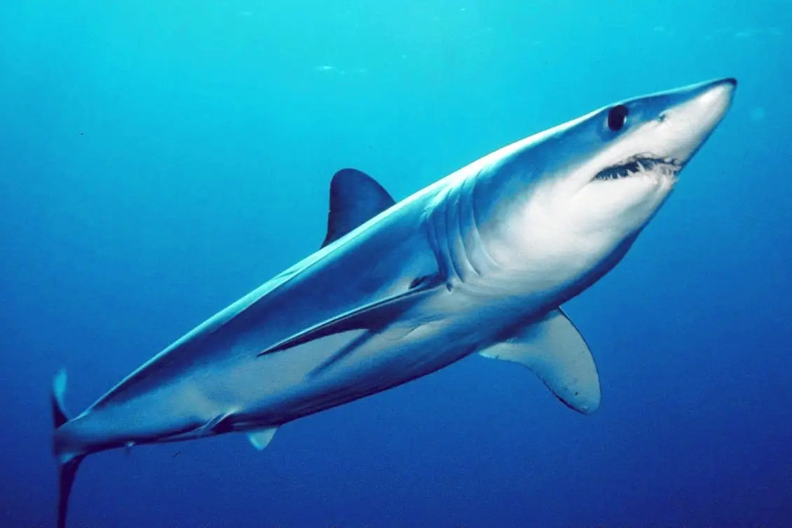 Solraig ver (Isurus oxyrinchus) fotografiat sota l’aigua