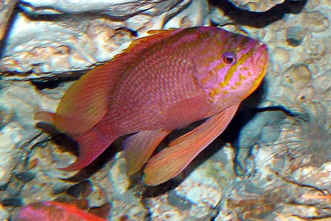 Somera vermella (Anthias anthias) fotografiat sota l’aigua