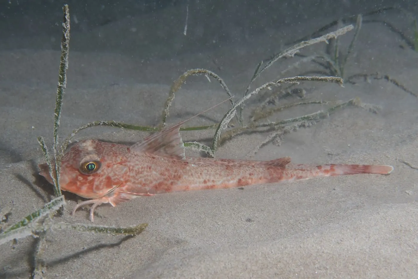 Lluerna fosca (Chelidonichthys obscurus) fotografiat sota l’aigua