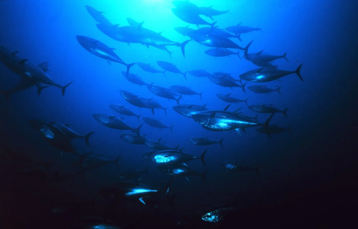 Tonyina (Thunnus thynnus) fotografiat sota l’aigua