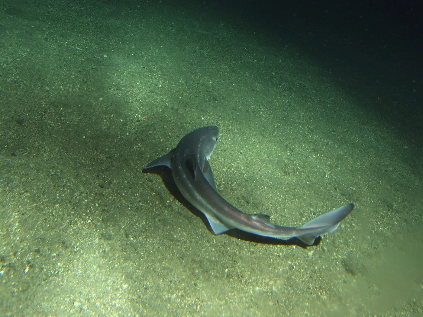 Agullat ver (Squalus acanthias) fotografiat sota l’aigua