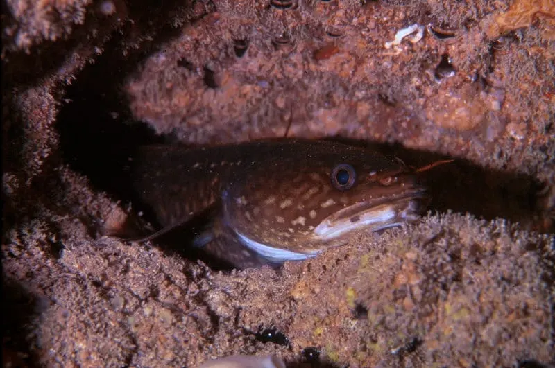 Bertorella (Gaidropsarus mediterraneus) fotografiat sota l’aigua