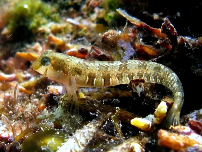 Rabosa dàlmata (Microlipophrys dalmatinus) fotografiat sota l’aigua