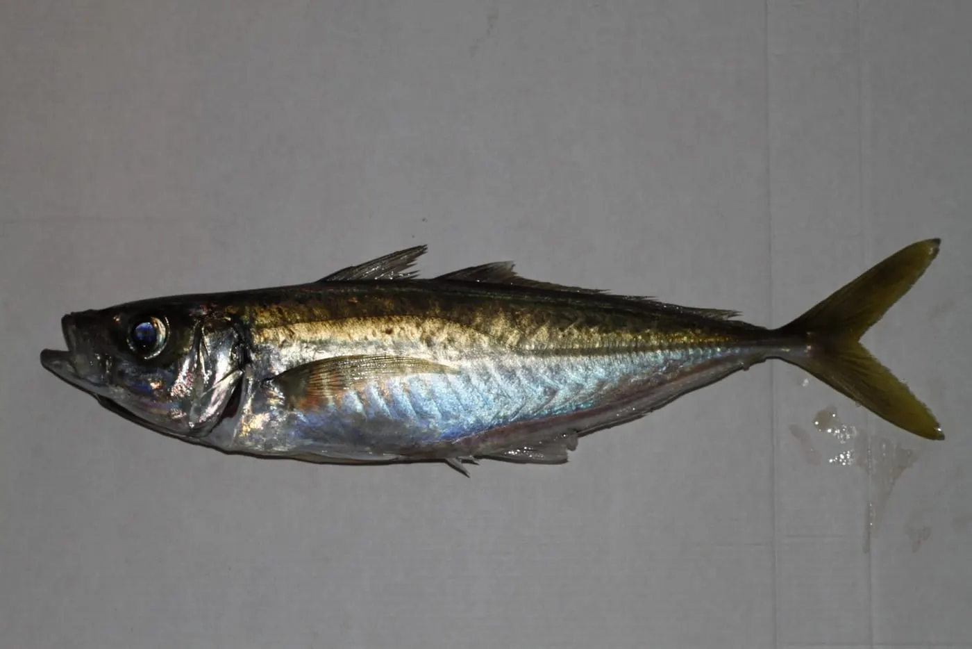 Sorell fumat (Trachurus picturatus) fotografiat sota l’aigua