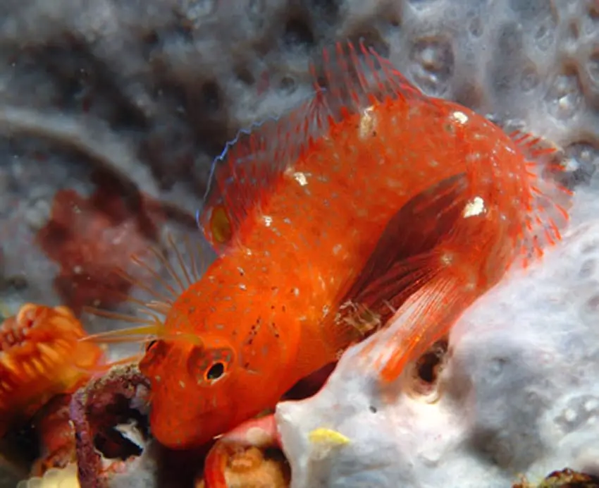 Rabosa petita (Parablennius zvonimiri) fotografiat sota l’aigua