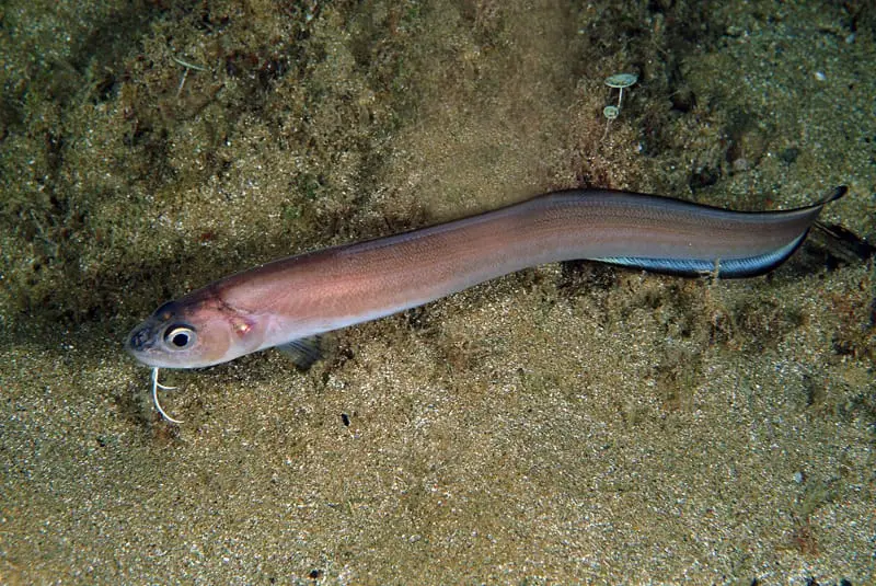 Pixota blanca (Ophidion barbatum) fotografiat sota l’aigua