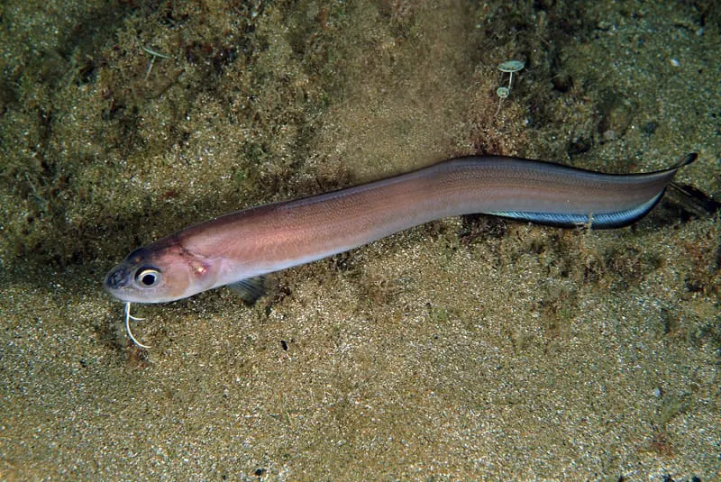 Pixota blanca (Ophidion barbatum) fotografiat sota l’aigua
