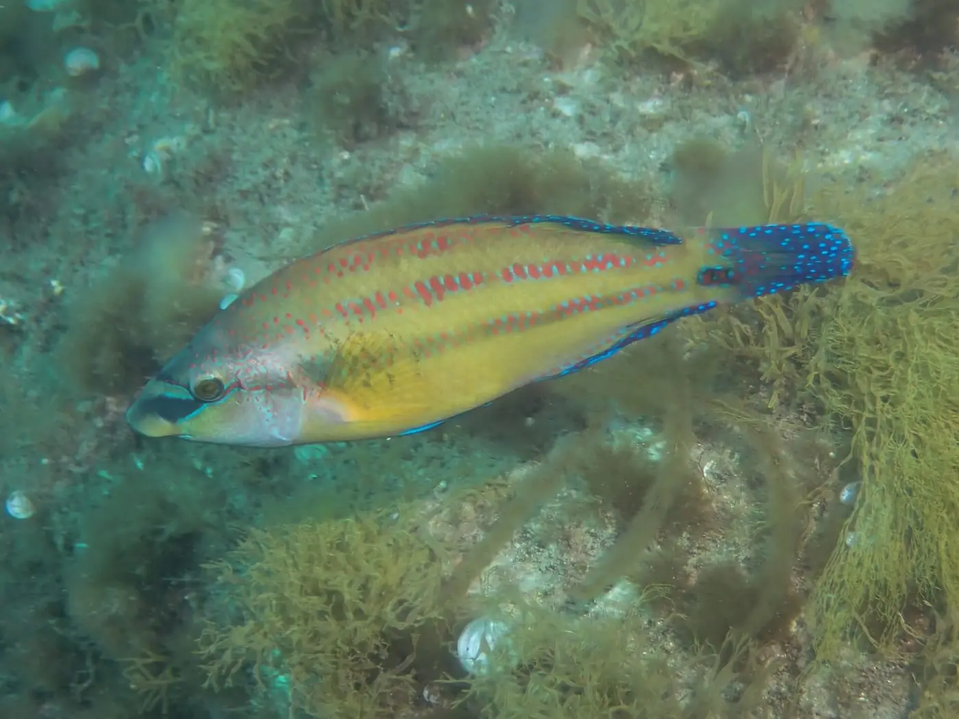 Llavió (Symphodus tinca) fotografiat sota l’aigua