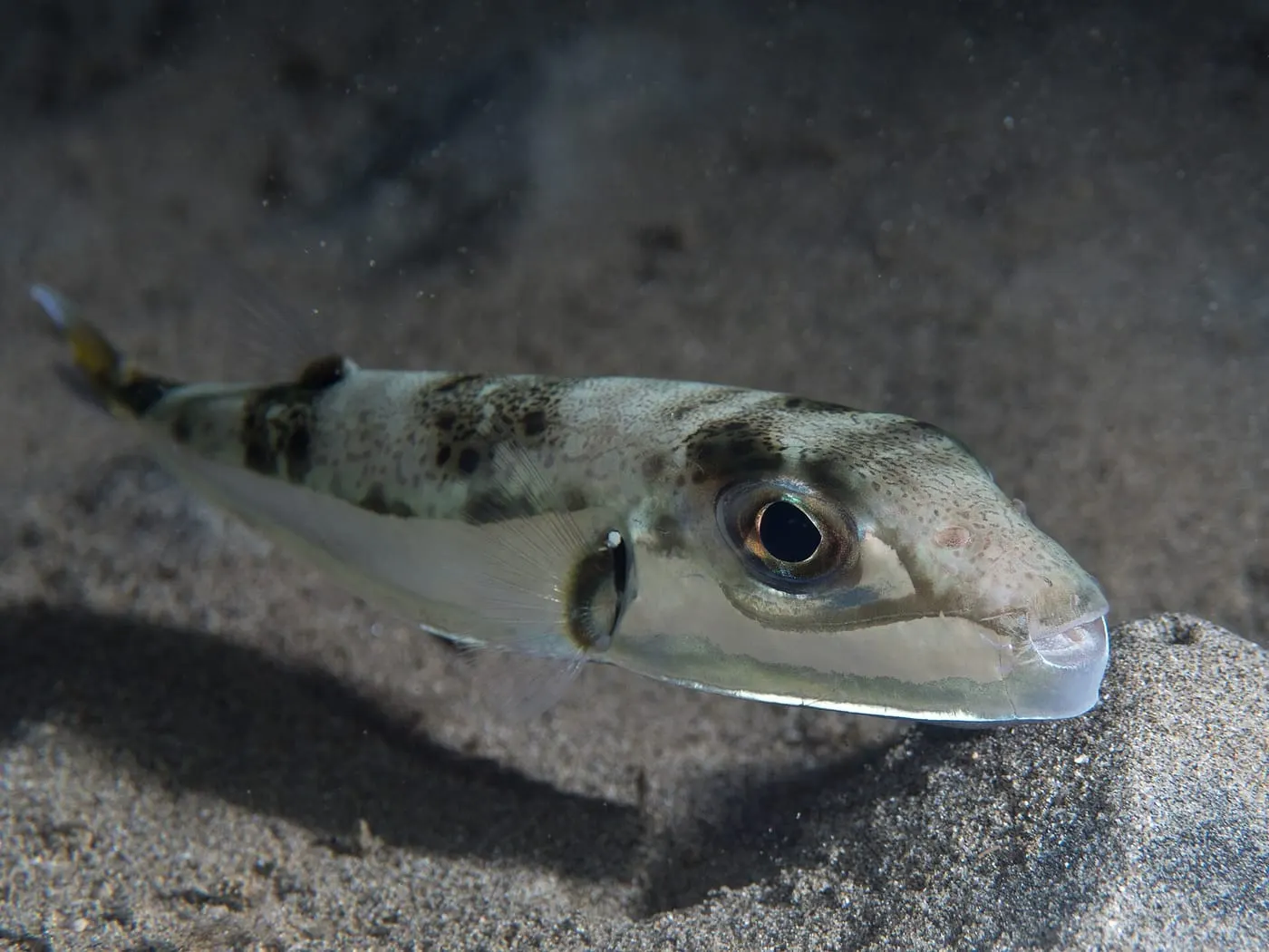 Baldufa (Lagocephalus sceleratus) fotografiat sota l’aigua