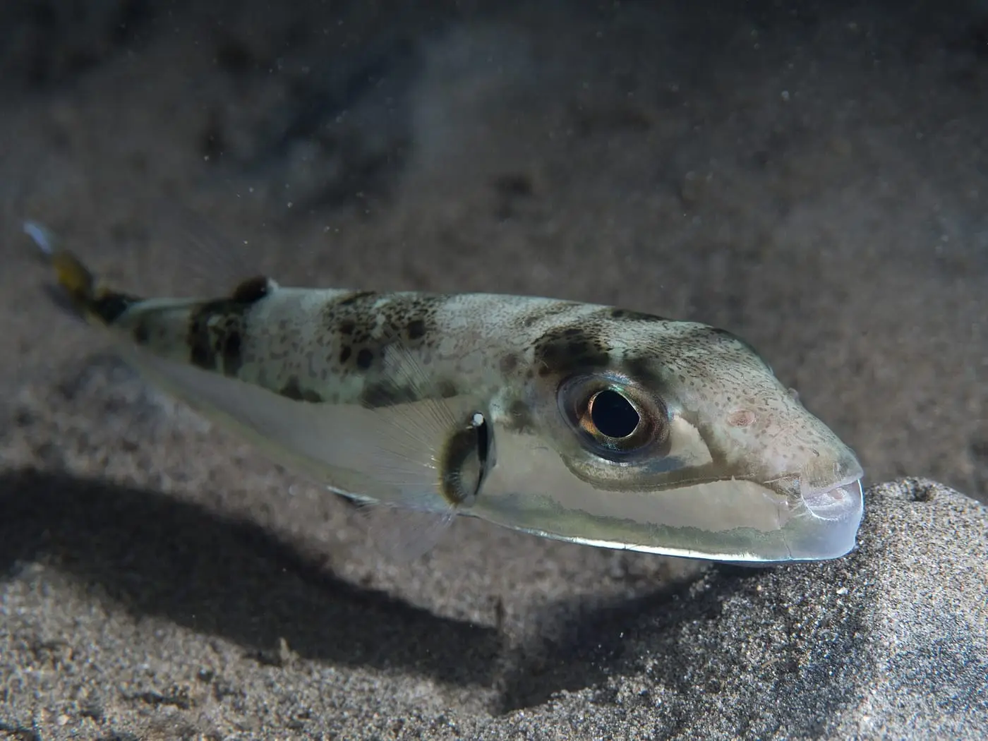 Baldufa (Lagocephalus sceleratus) fotografiat sota l’aigua