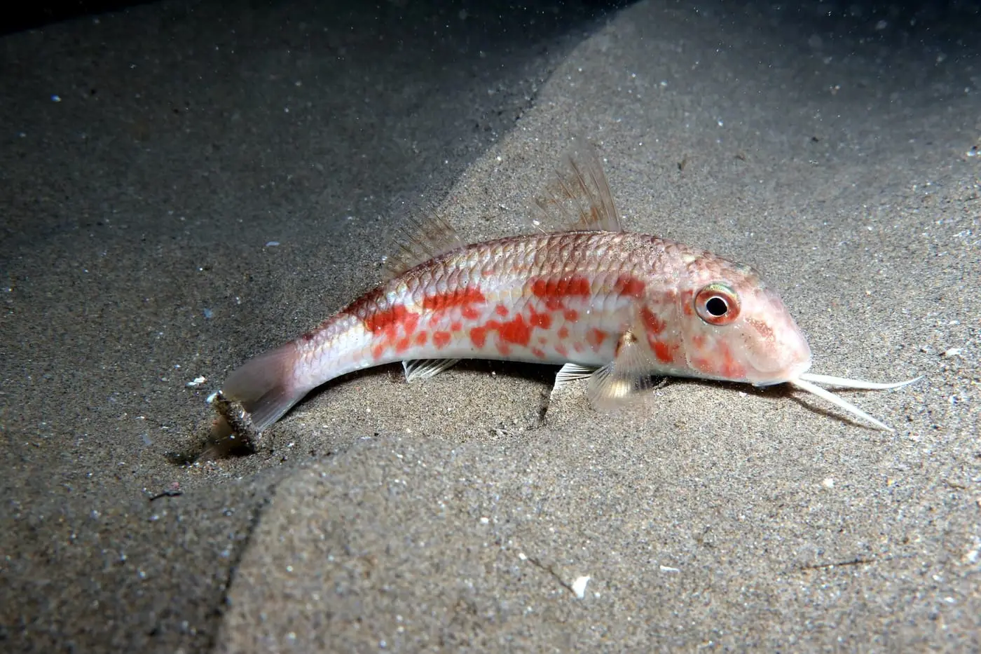 Moll de fang (Mullus barbatus) fotografiat sota l’aigua