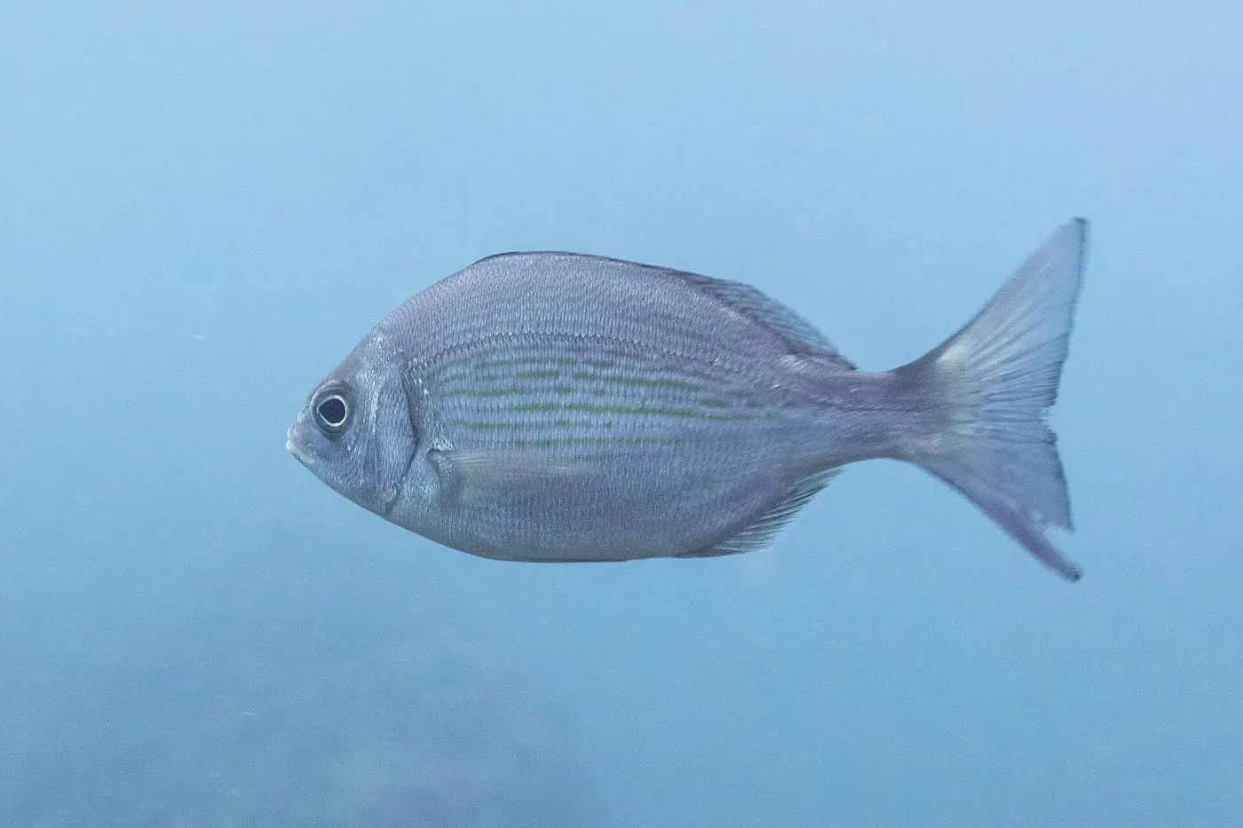 Càntera (Spondyliosoma cantharus) fotografiat sota l’aigua