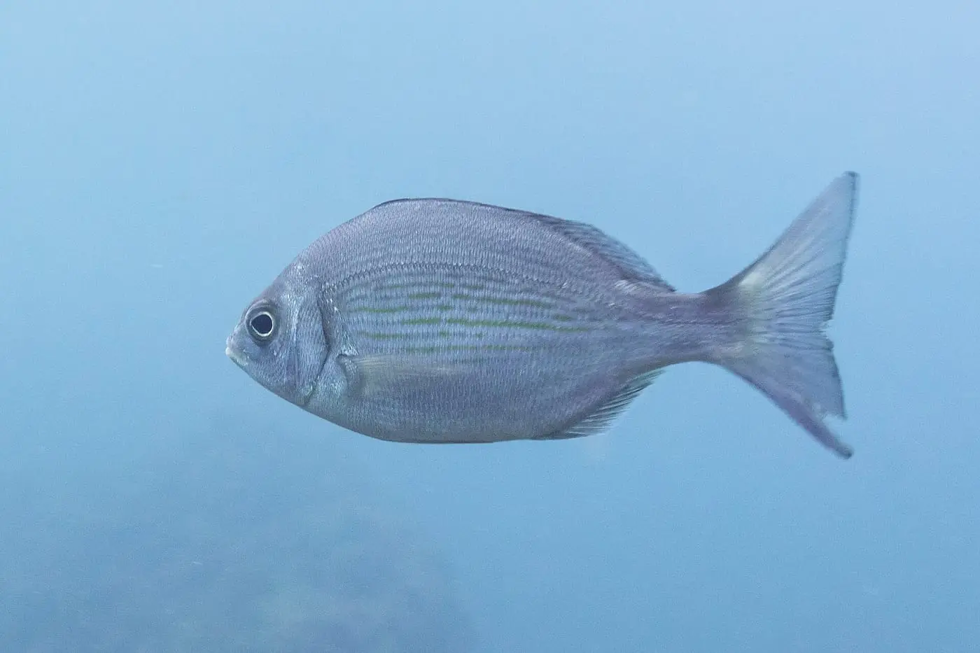Càntera (Spondyliosoma cantharus) fotografiat sota l’aigua