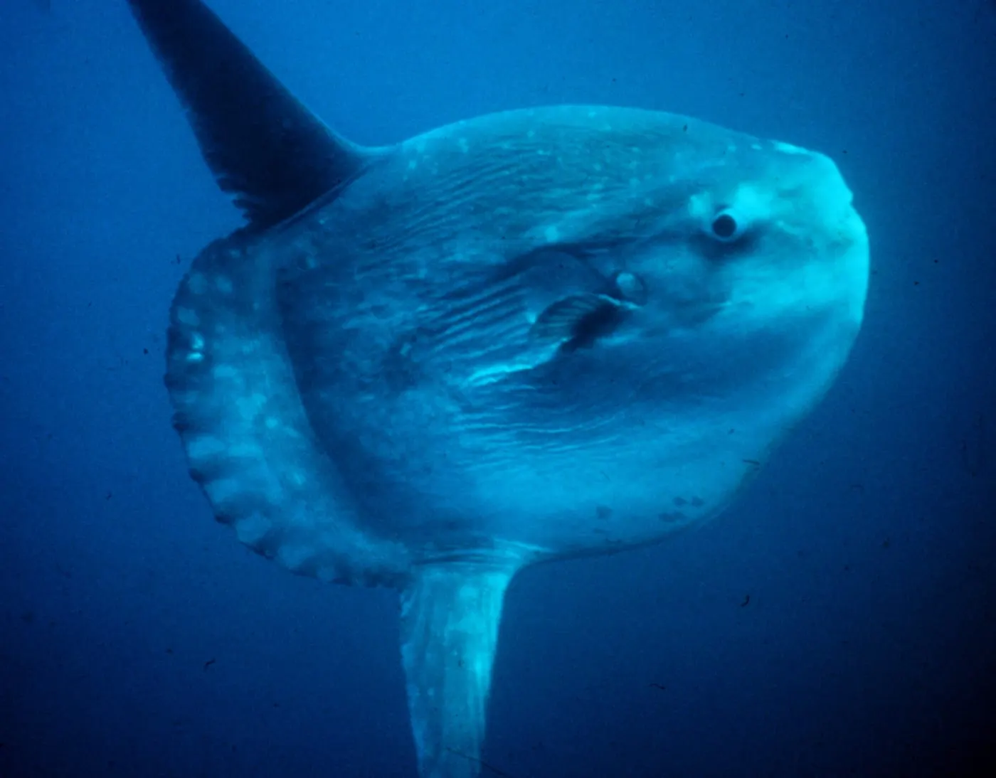 Bot (Mola mola) fotografiat sota l’aigua