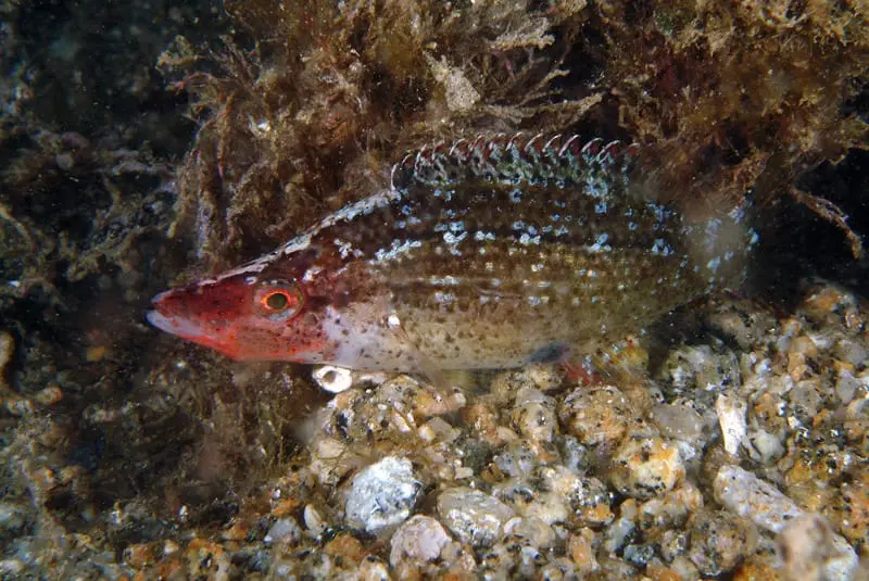 Petarc (Symphodus rostratus) fotografiat sota l’aigua