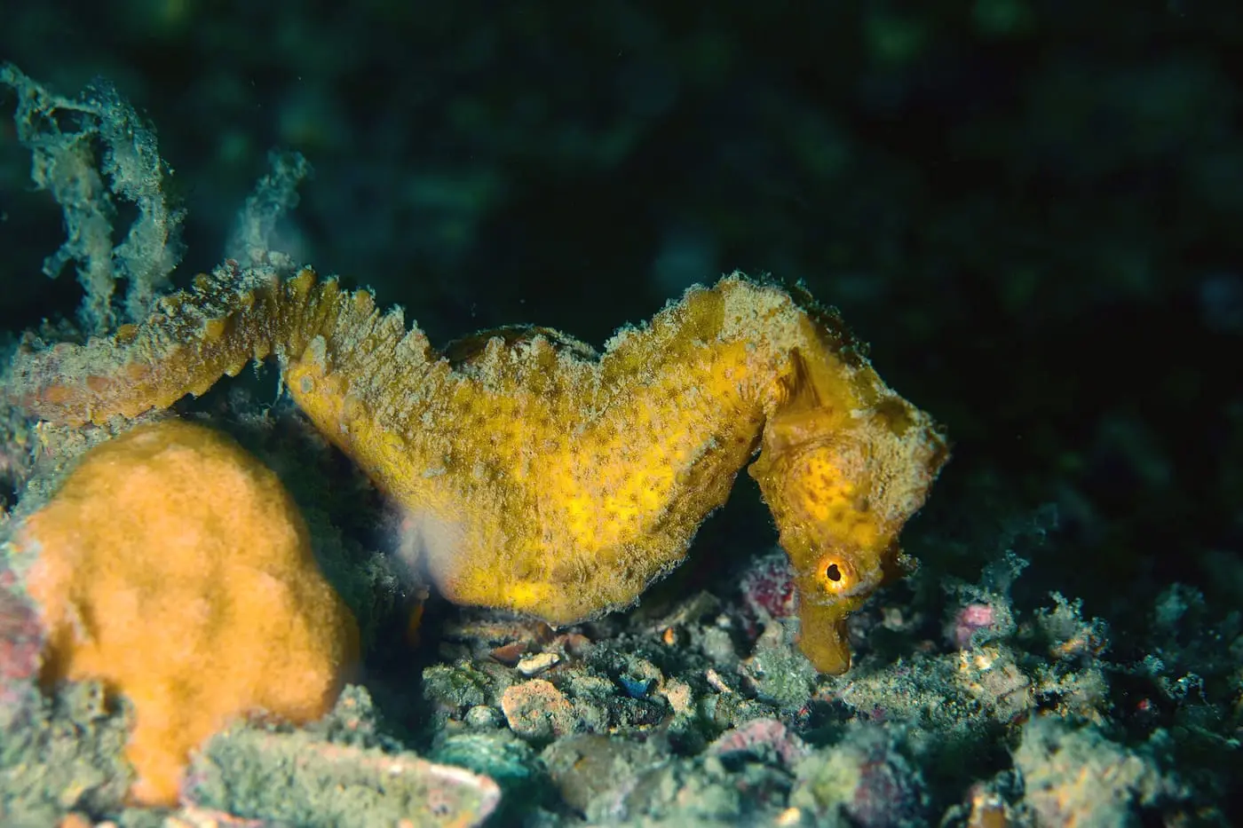 Cavallet de morro curt (Hippocampus hippocampus) fotografiat sota l’aigua