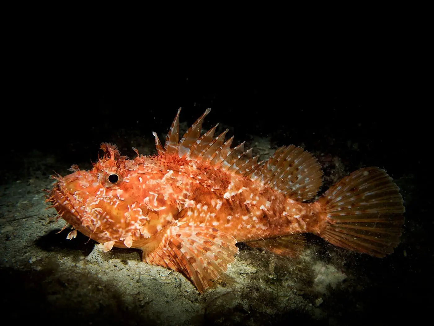 Cap-roig (Scorpaena scrofa) fotografiat sota l’aigua