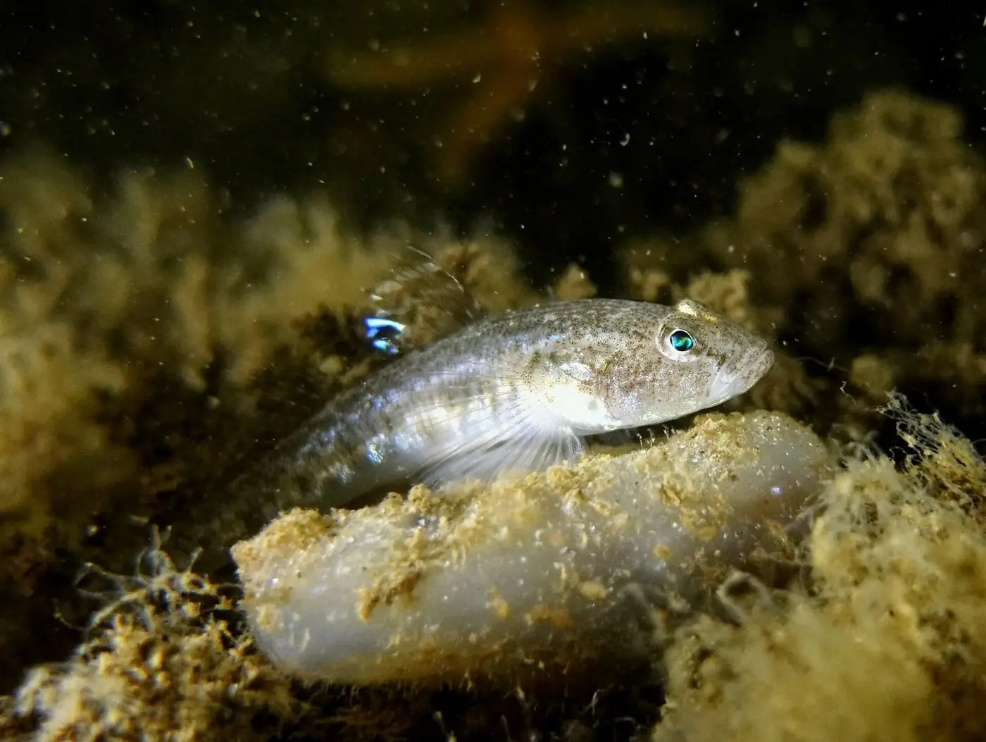 Gobi menut (Pomatoschistus minutus) fotografiat sota l’aigua