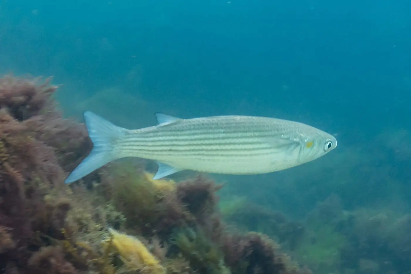 Llissa galtavermella (Chelon auratus) fotografiat sota l’aigua