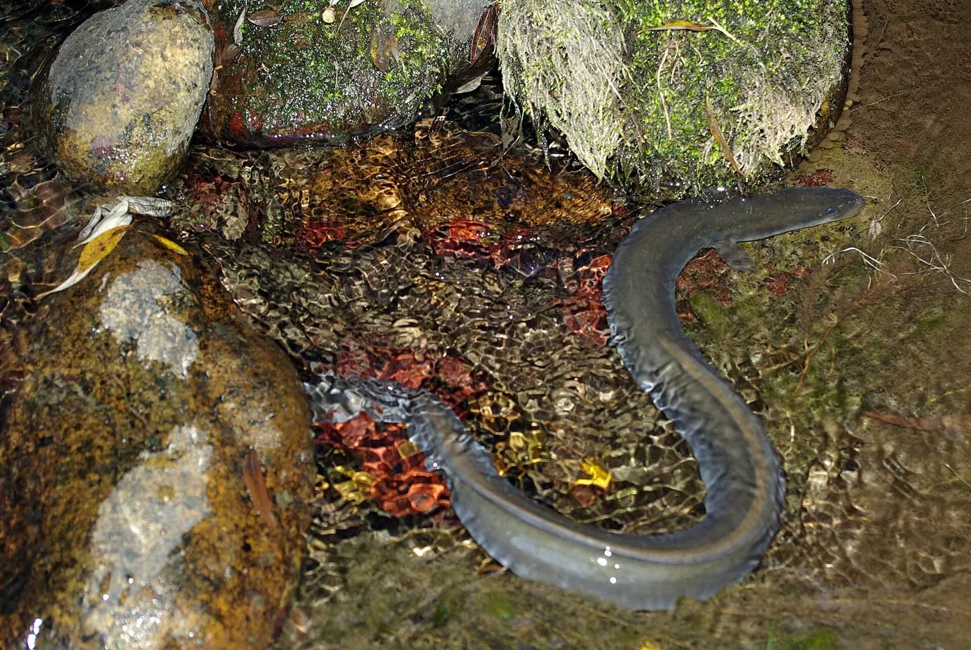 Anguila (Anguilla anguilla) fotografiat sota l’aigua