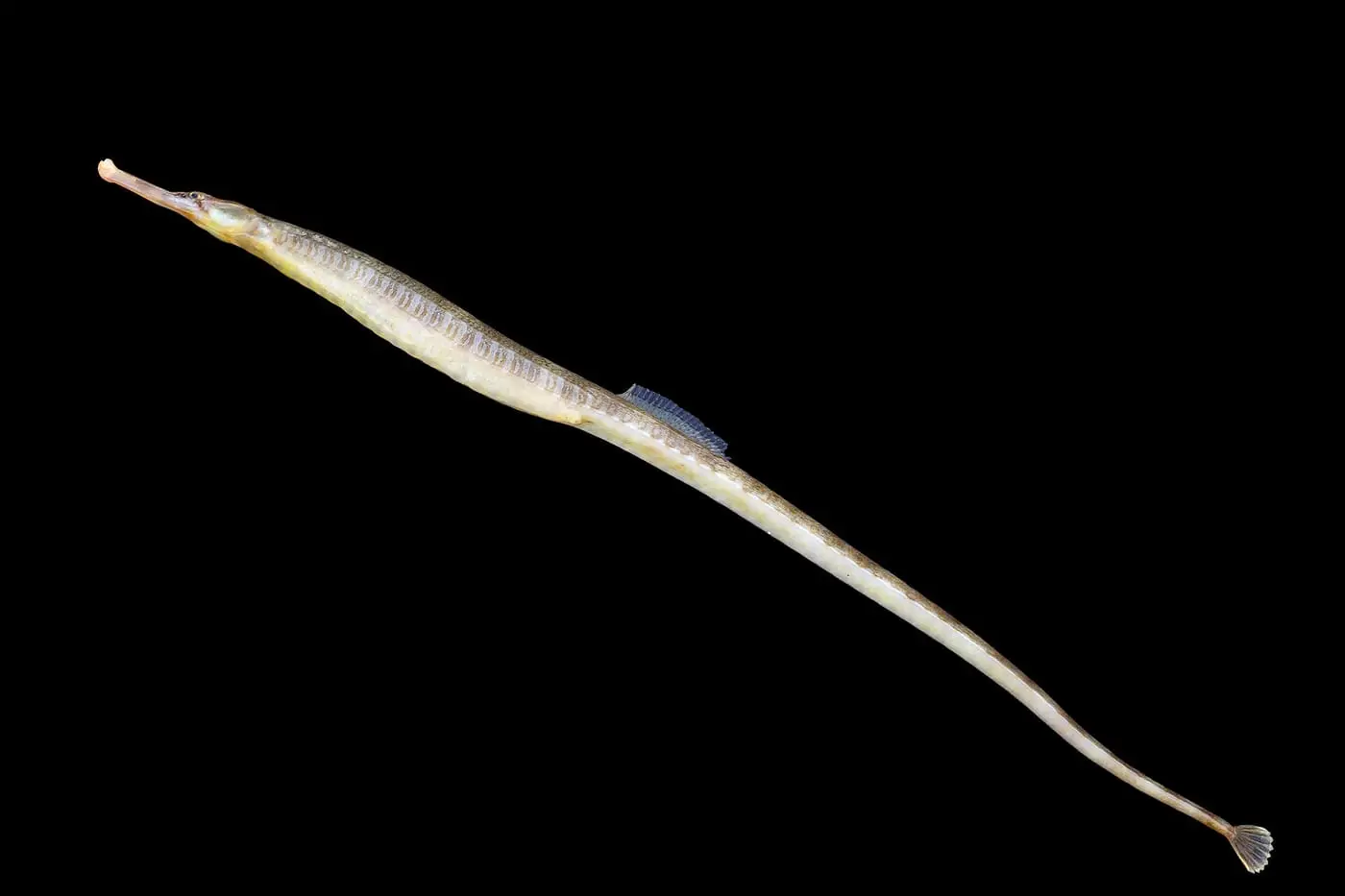 Agulleta de mar (Syngnathus acus) fotografiat sota l’aigua