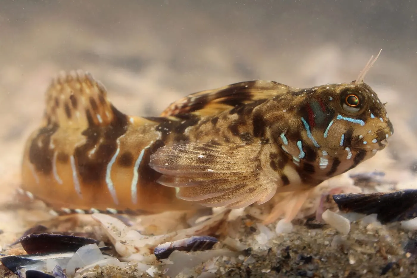 Rabosa de roca (Aidablennius sphynx) fotografiat sota l’aigua