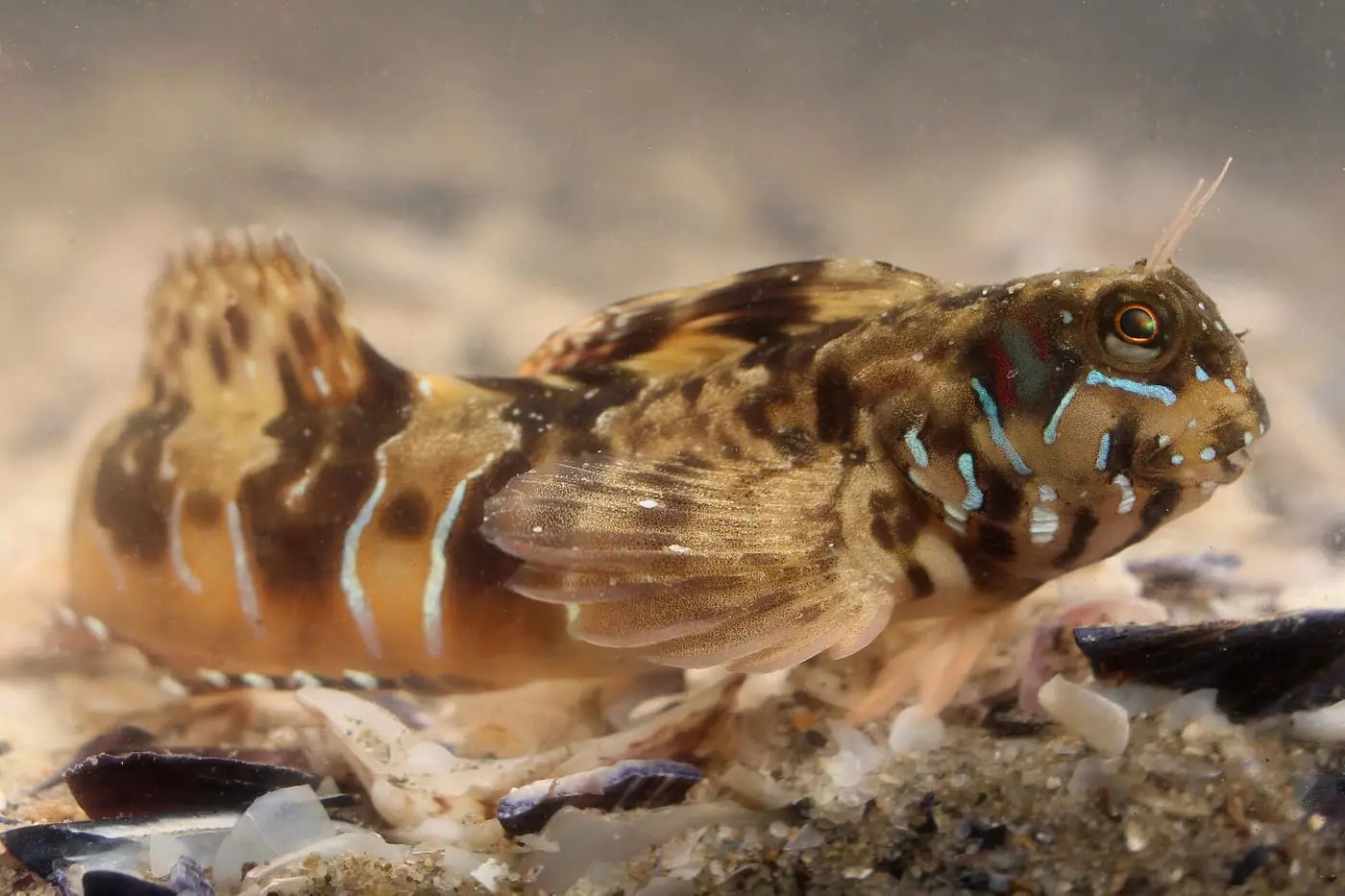 Rabosa de roca (Aidablennius sphynx) fotografiat sota l’aigua