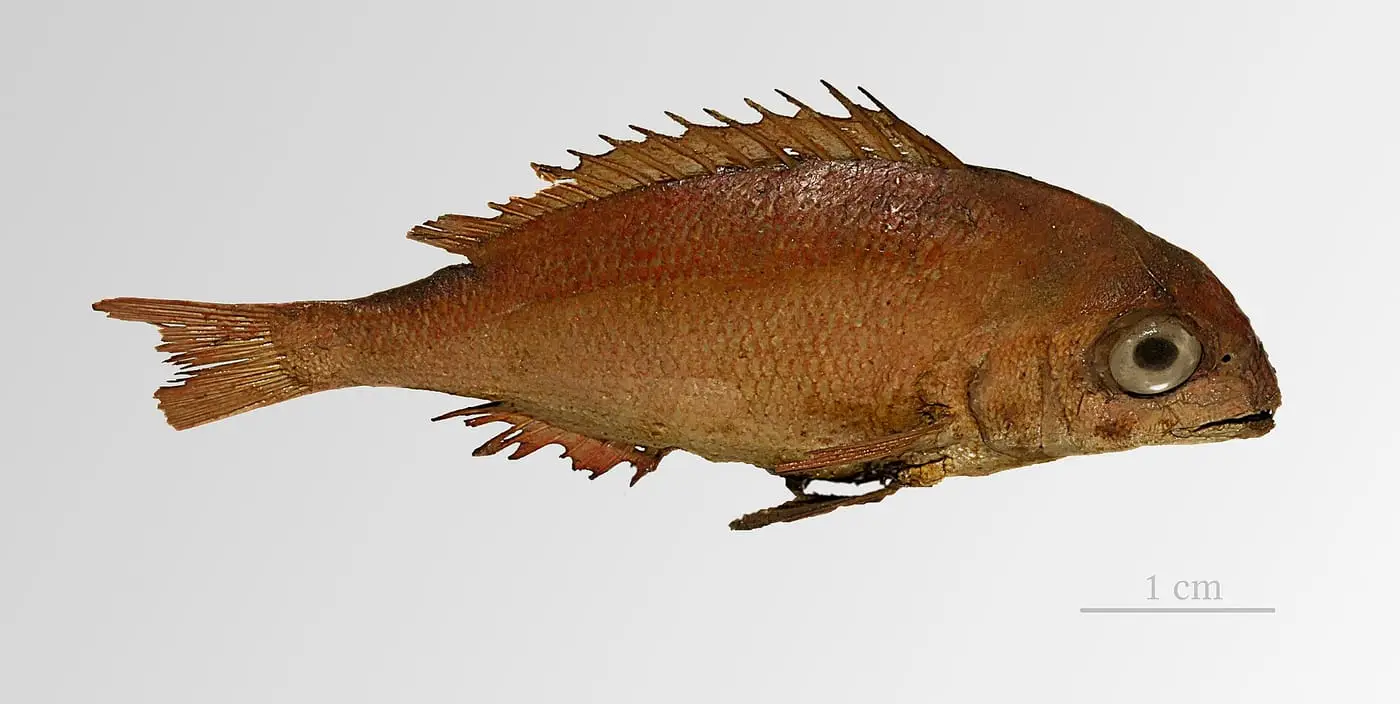 Goràs (Pagellus bogaraveo) fotografiat sota l’aigua