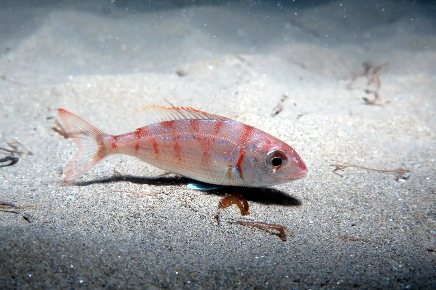 Pagell (Pagellus erythrinus) fotografiat sota l’aigua