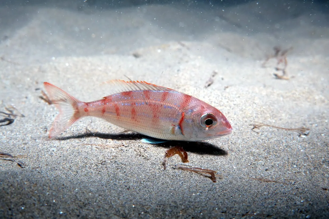 Pagell (Pagellus erythrinus) fotografiat sota l’aigua