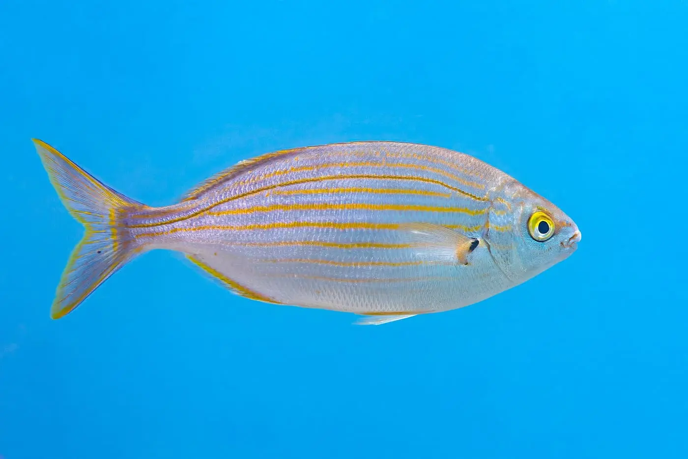 Salpa (Sarpa salpa) fotografiat sota l’aigua