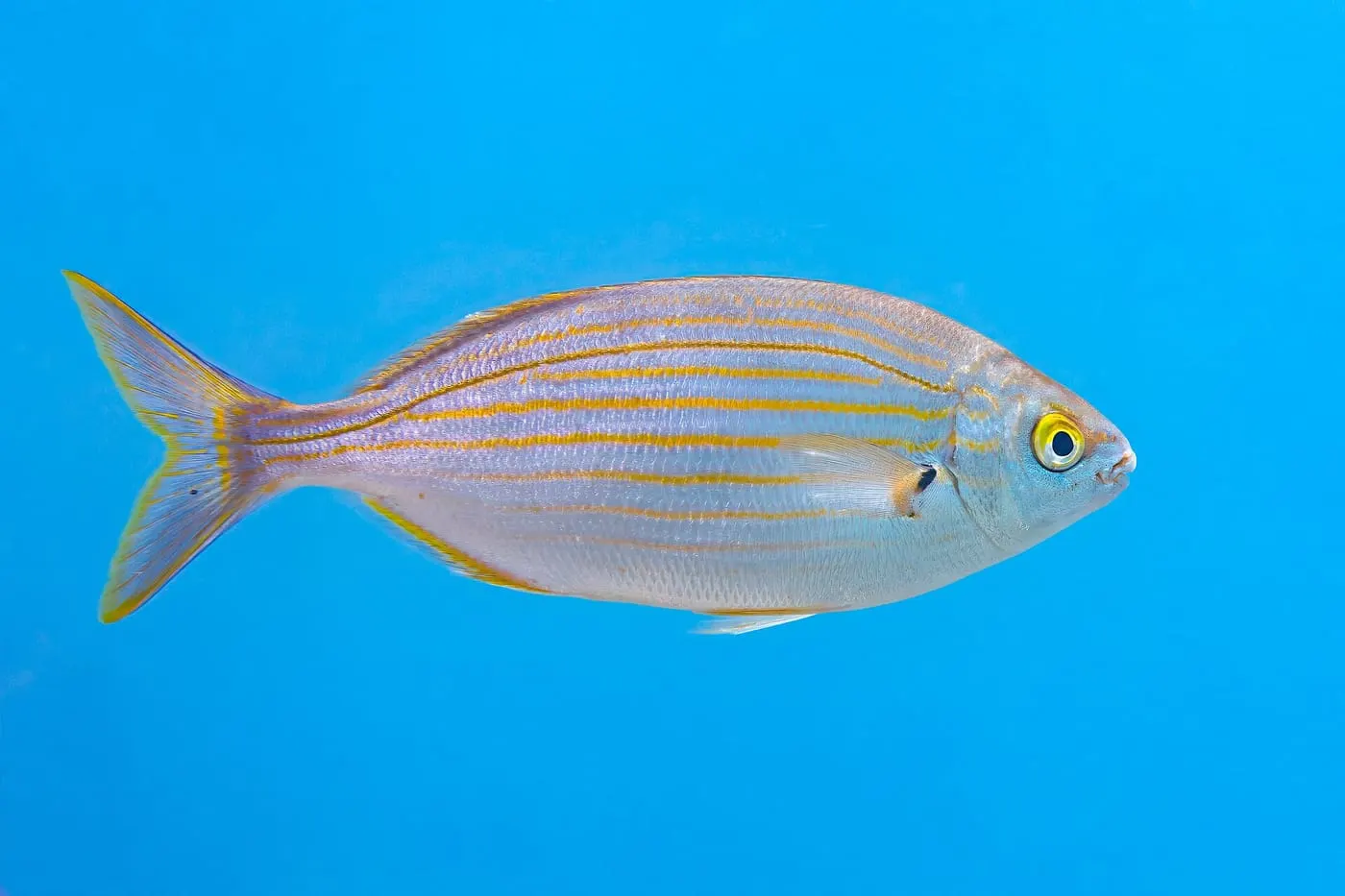 Salpa (Sarpa salpa) fotografiat sota l’aigua