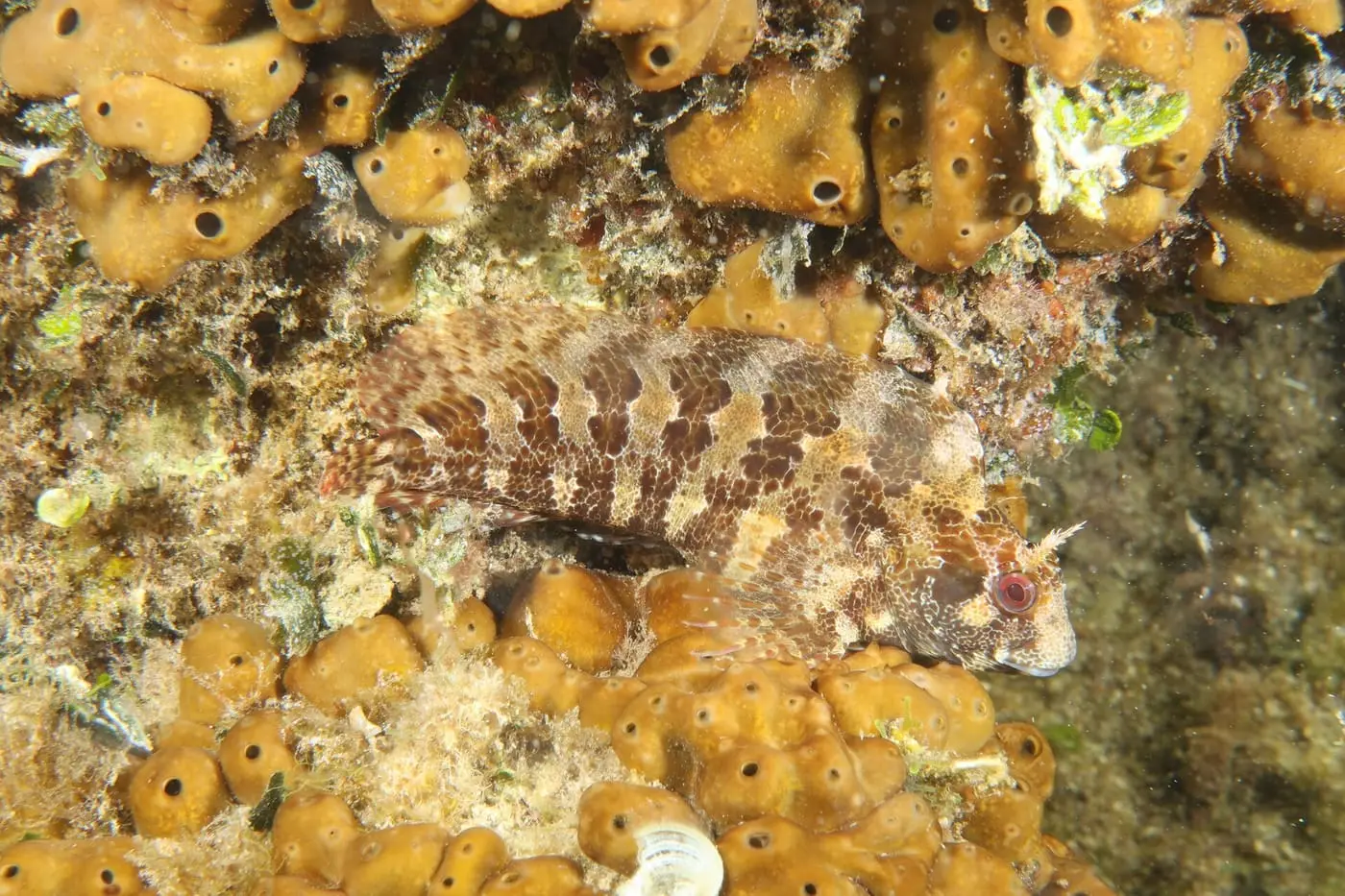 Bavosa cornuda (Parablennius gattorugine) fotografiat sota l’aigua