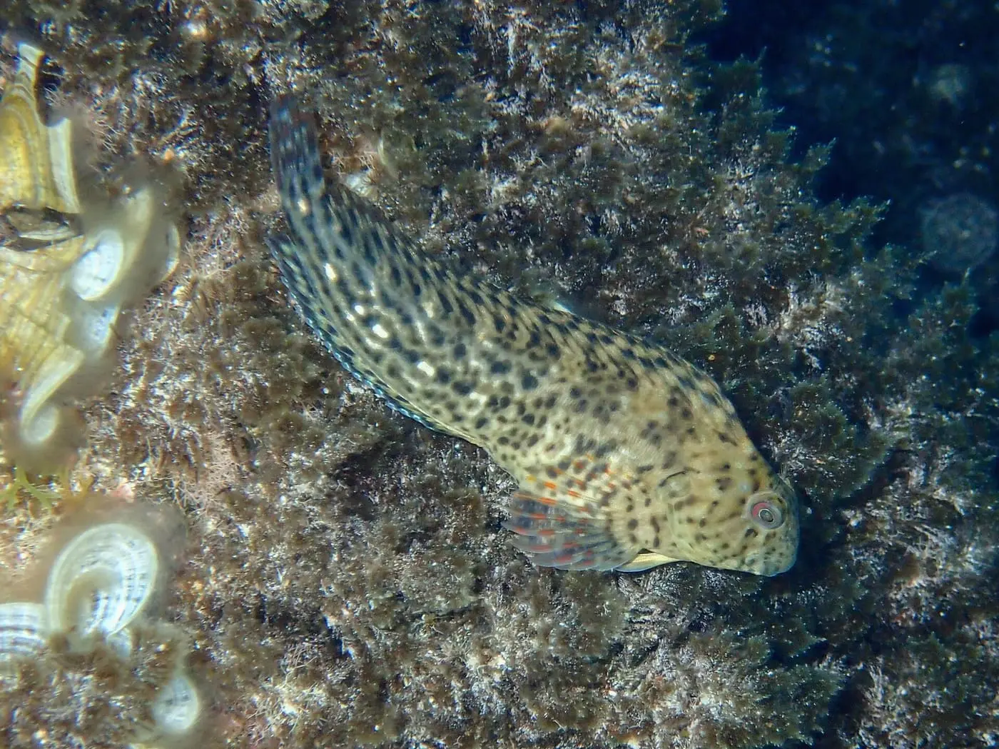 Llepissós (Parablennius sanguinolentus) fotografiat sota l’aigua