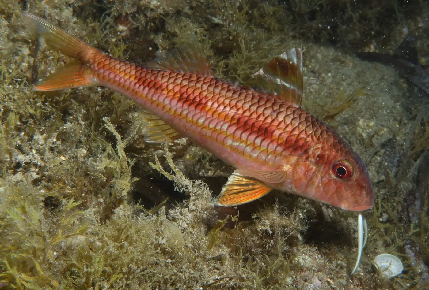 Moll de roca (Mullus surmuletus) fotografiat sota l’aigua