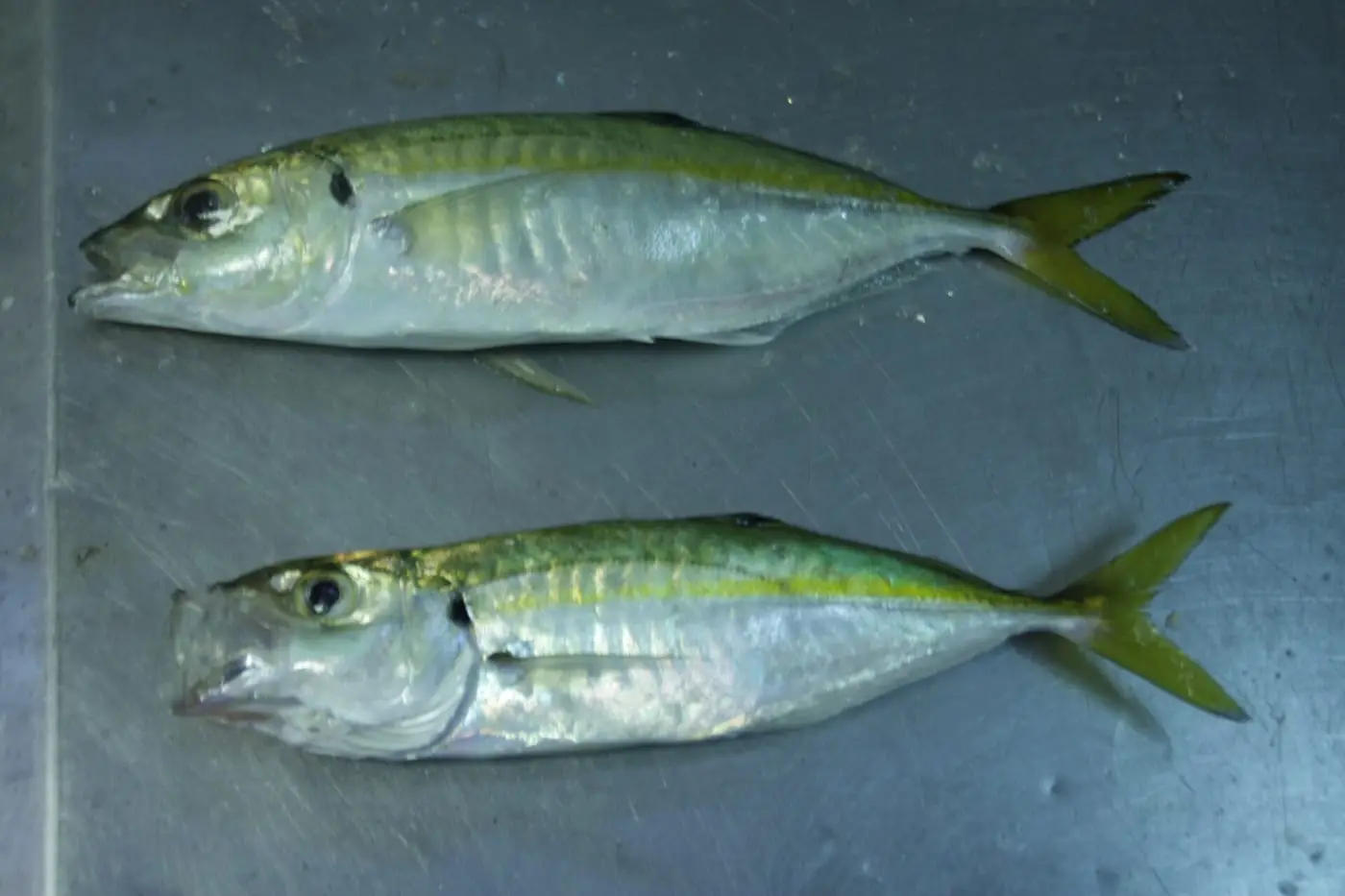 Sorella roncaire (Caranx rhonchus) fotografiat sota l’aigua