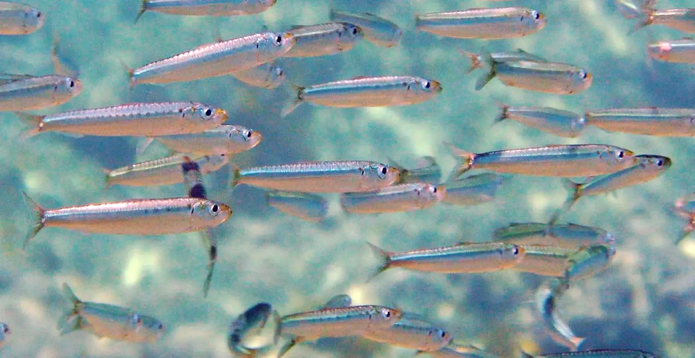 Sardina (Sardina pilchardus) fotografiat sota l’aigua