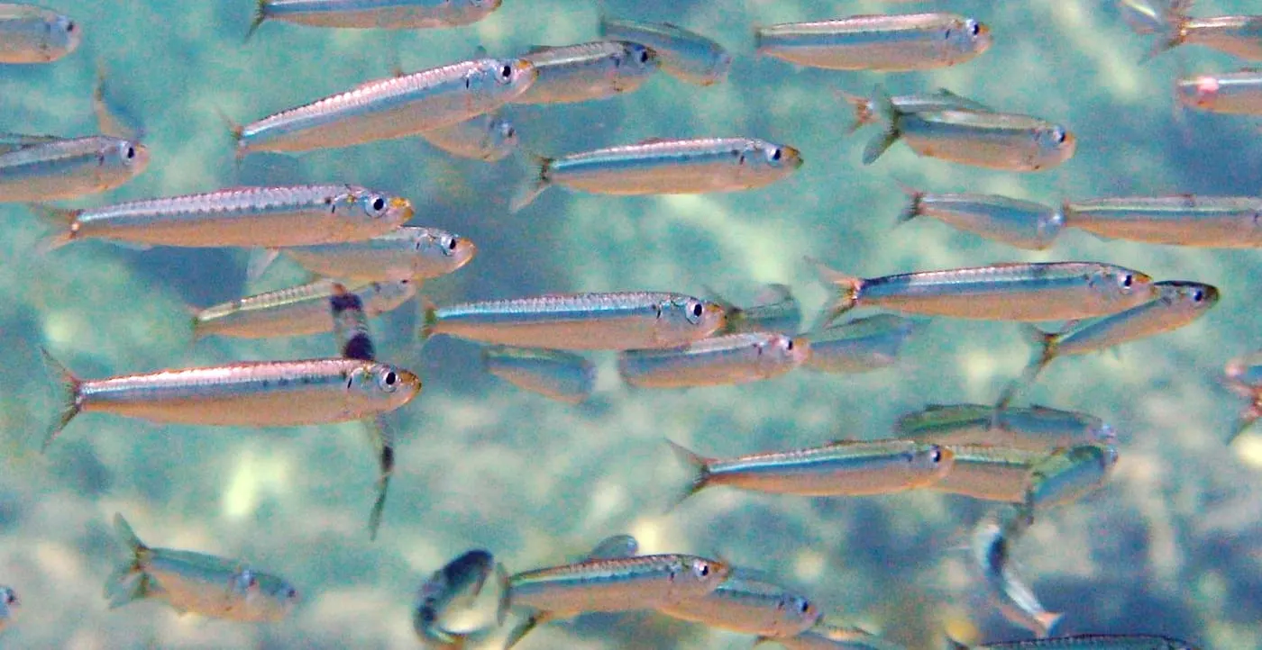 Sardina (Sardina pilchardus) fotografiat sota l’aigua