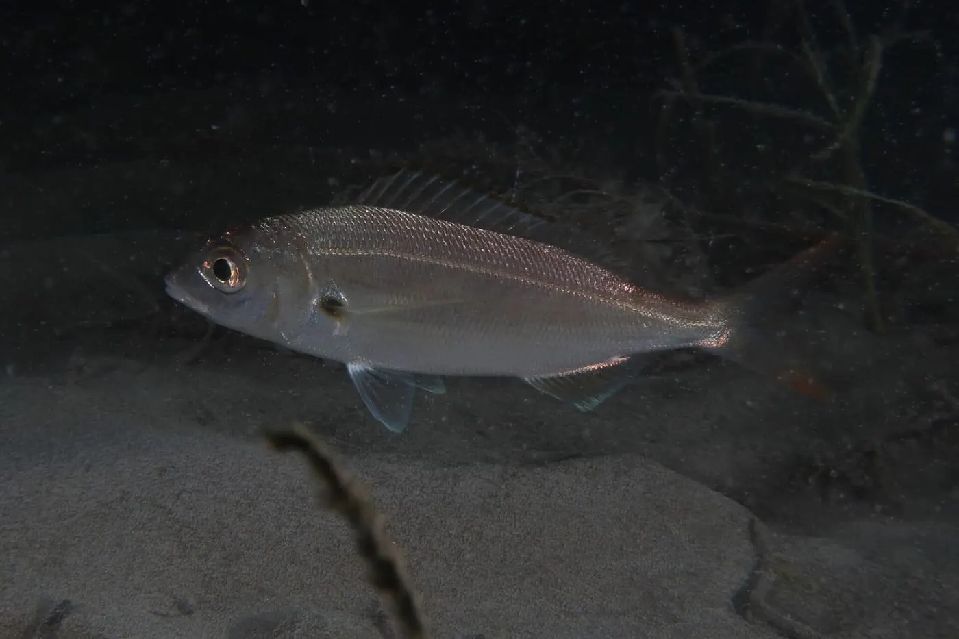 Besuc blanc (Pagellus acarne) fotografiat sota l’aigua