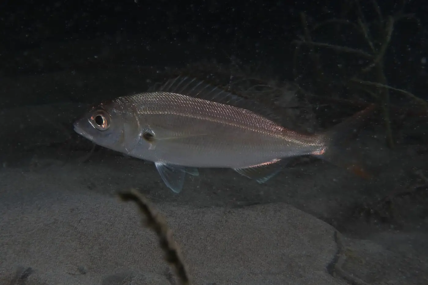 Besuc blanc (Pagellus acarne) fotografiat sota l’aigua