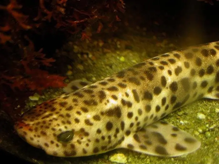 Espursim (Scyliorhinus stellaris) fotografiat sota l’aigua