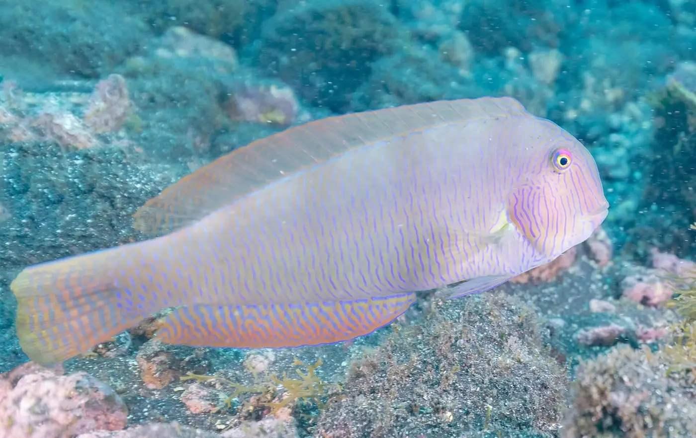 Raor (Xyrichtys novacula) fotografiat sota l’aigua
