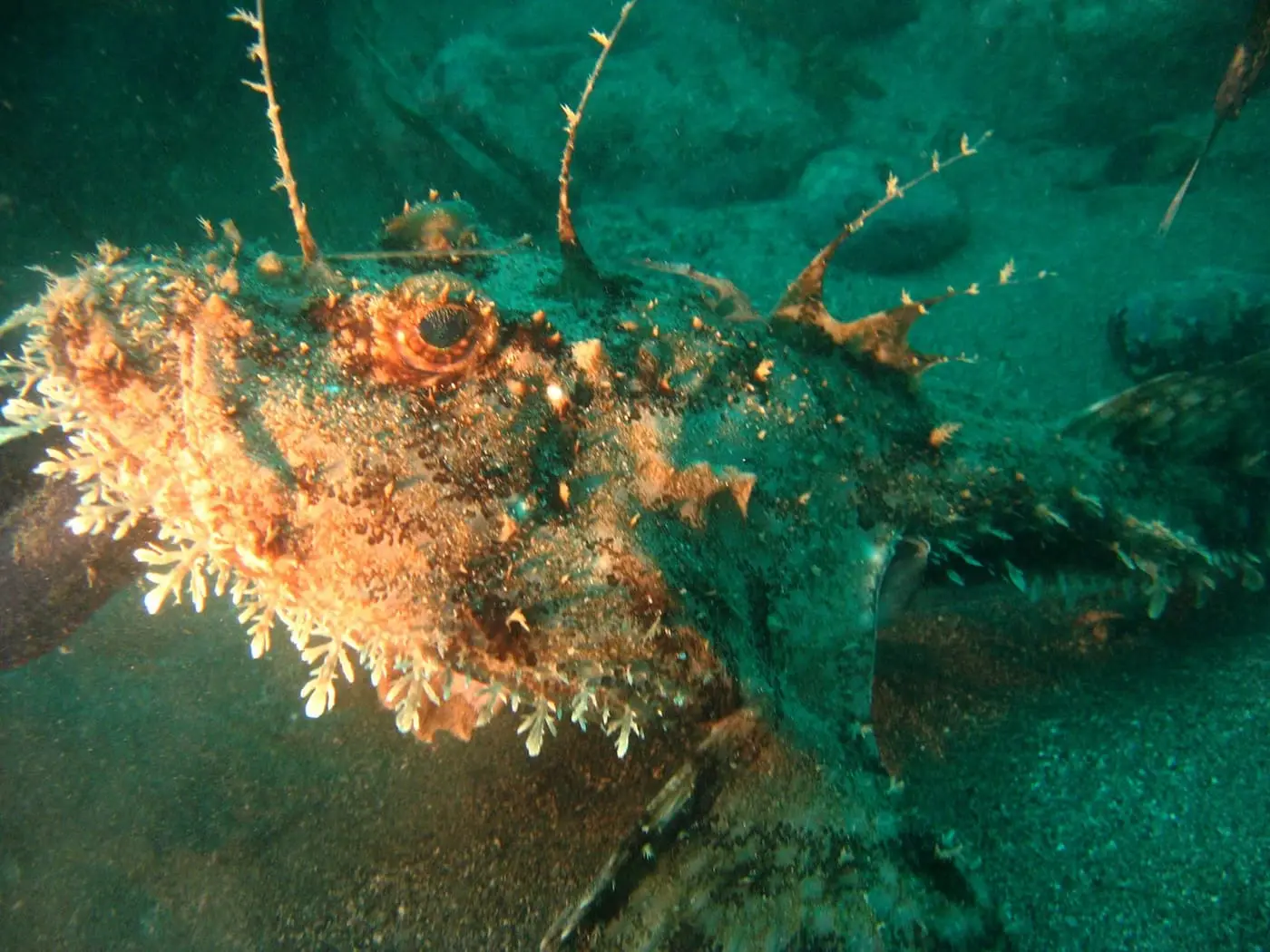 Rap (Lophius piscatorius) fotografiat sota l’aigua