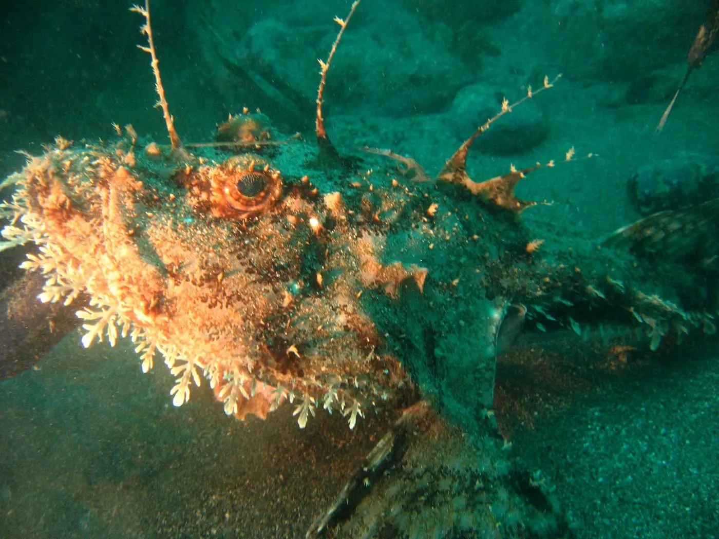 Rap (Lophius piscatorius) fotografiat sota l’aigua
