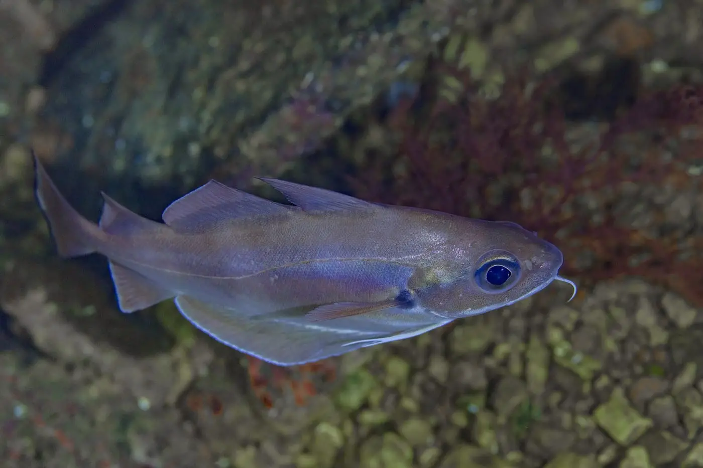 Mòllera roquera (Phycis phycis) fotografiat sota l’aigua