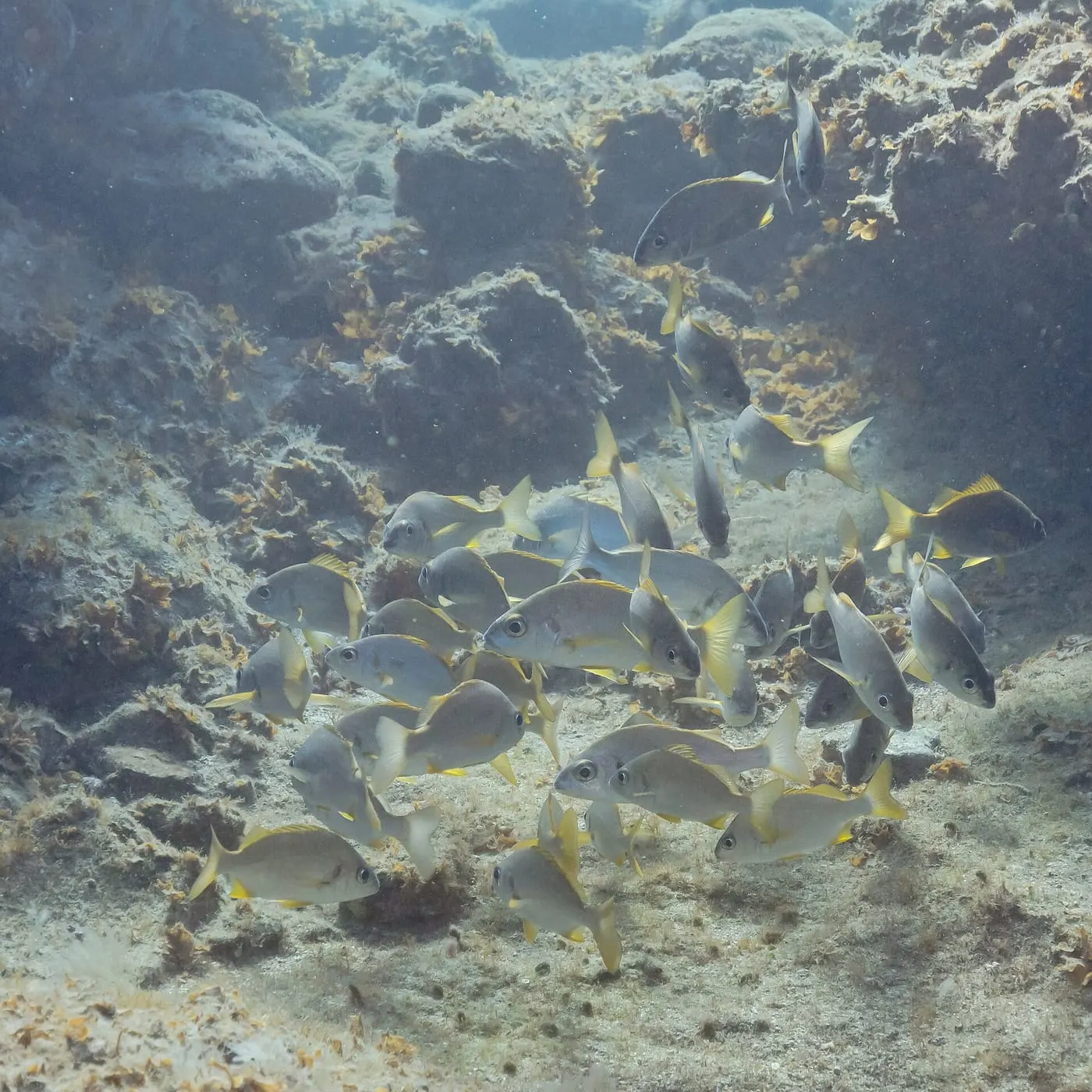 Roncador (Pomadasys incisus) fotografiat sota l’aigua