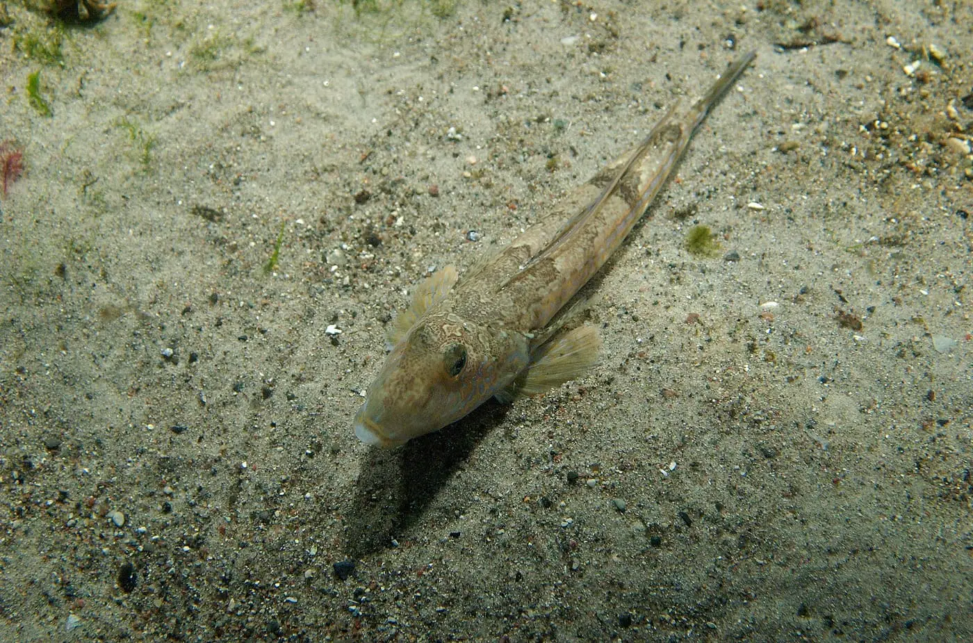 Dragó lira (Callionymus lyra) fotografiat sota l’aigua